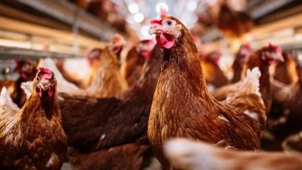 The AI will analyse the hens' behaviour and alert the farmer to any potential issues.