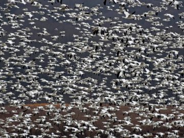 Quantitative Finance AI Skills